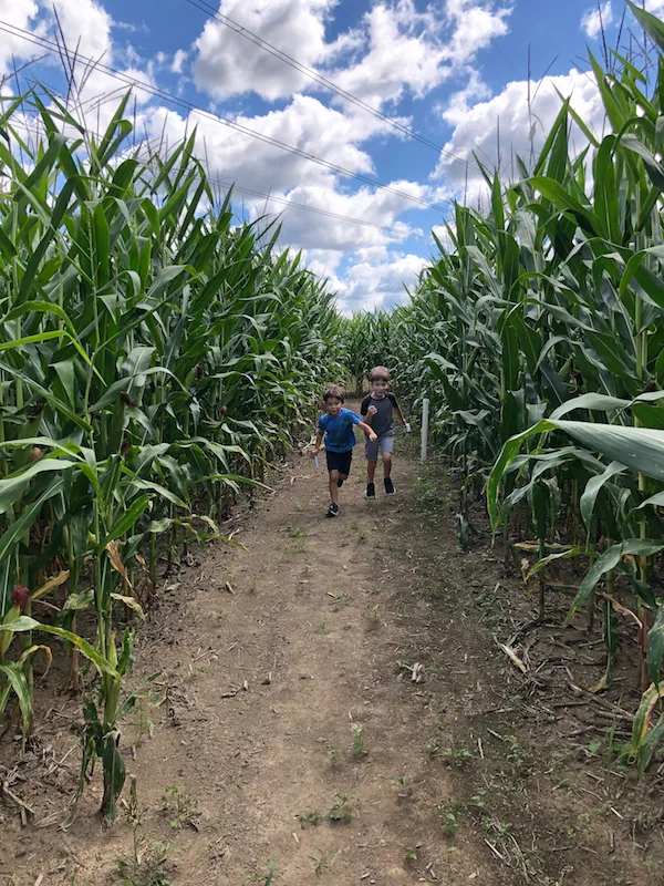 two boys running through a corn maze