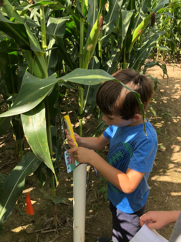 boy in a corn maze near columbus, Ohio