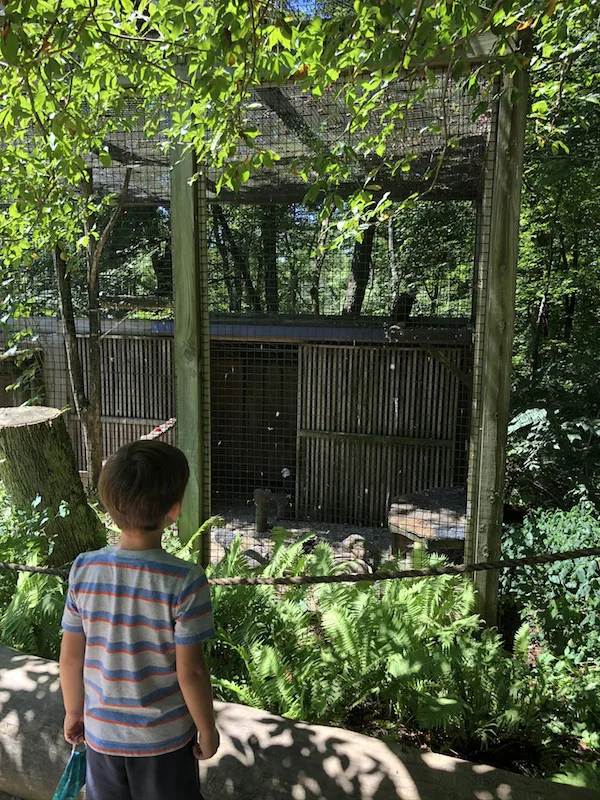 boy looking at bald eagles at the bird sanctuary in Mansfield, Ohio