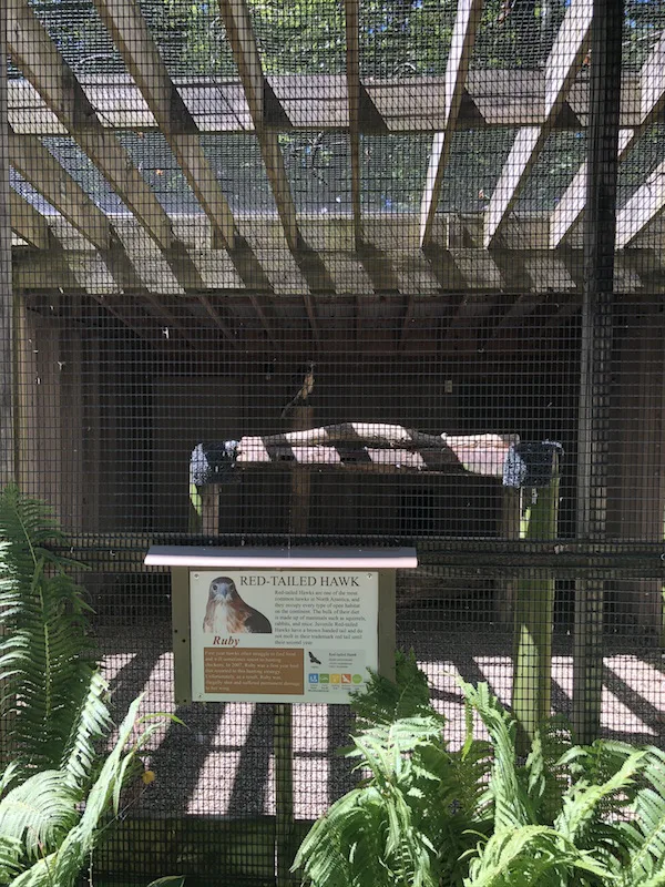 a red-tailed hawk housed at the bird sanctuary