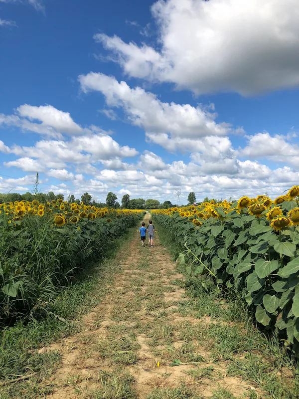 two boys walking through the sunflower field