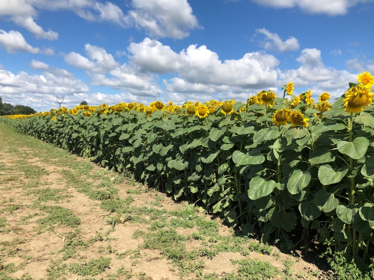 Sunflowers, Corn Mazes and More at Hendren Farm Market