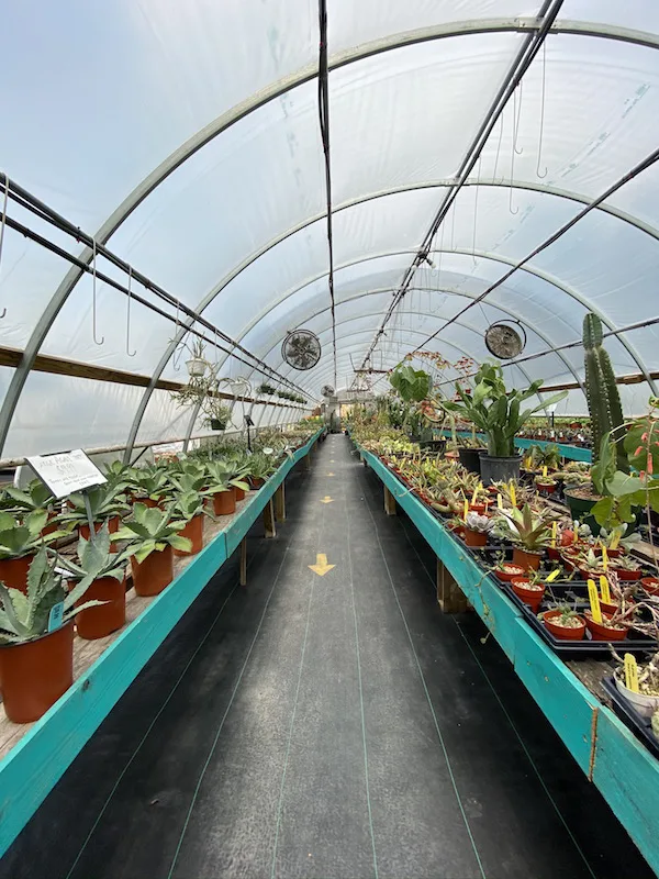 inside the Cactus Nursery at Groovy Plants Ranch