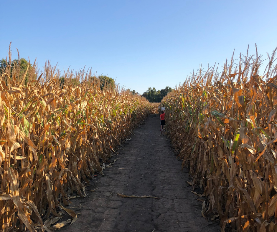 corn maze near me open today