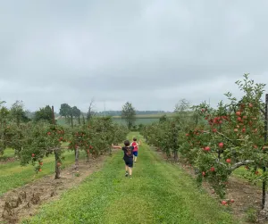 fall activities: apple picking