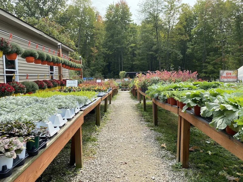 fall flowers and plants for sale at Groovy Plants Ranch in Marengo Ohio