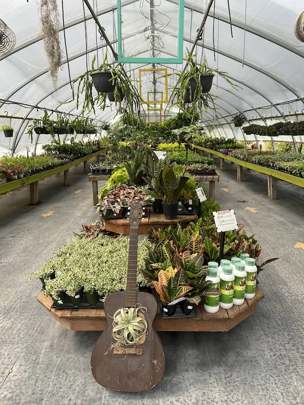 inside the houseplant greenhouse at Groovy Plants Ranch