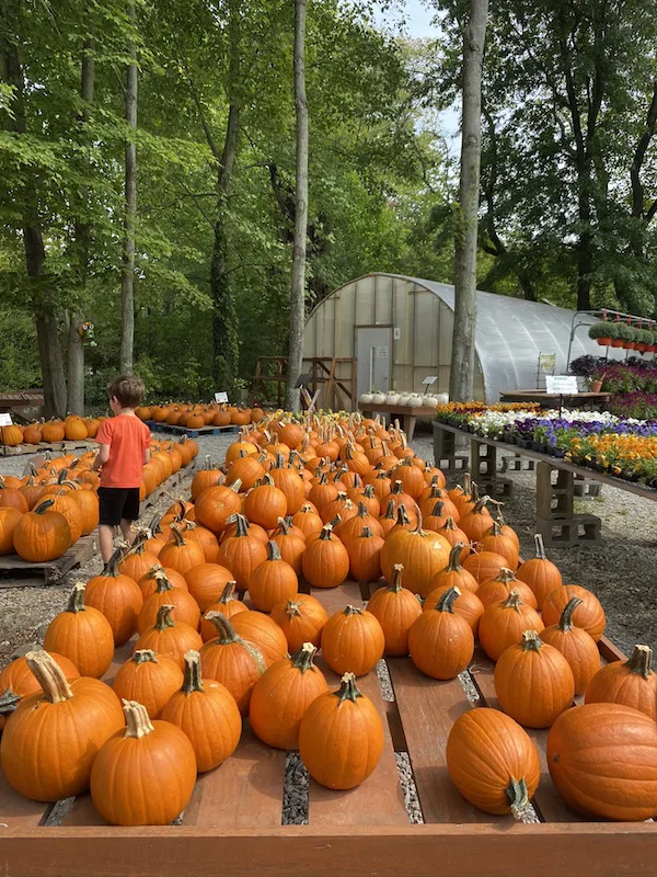 pumpkins for sale at Groovy Plants Ranch just outside of Columbus, Ohio.