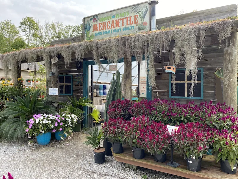 Mercantile Market covered in Spanish moss.