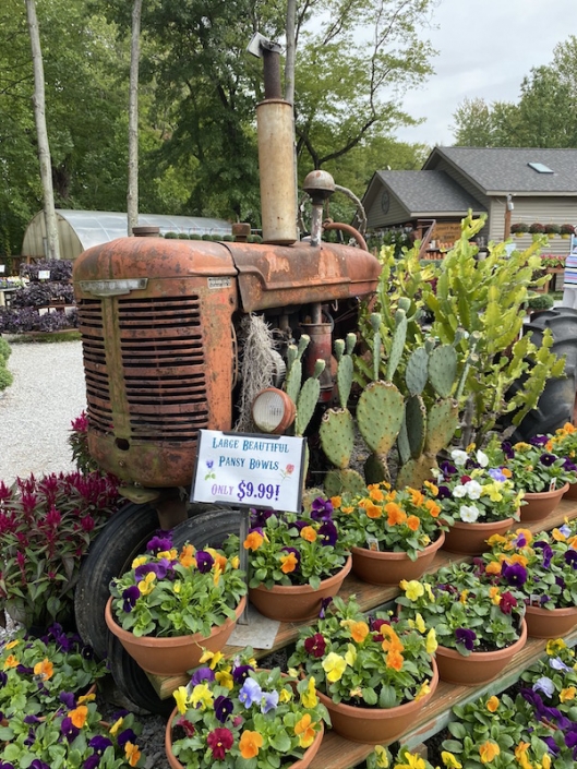 6 Reasons Why You Need to Visit Groovy Plants Ranch!