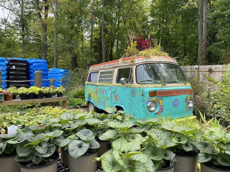 VW Bus and other plants at Groovy Plants Ranch