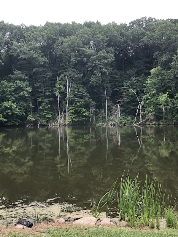 Trees reflecting in the water in the lake at Mt. Gilead State Park