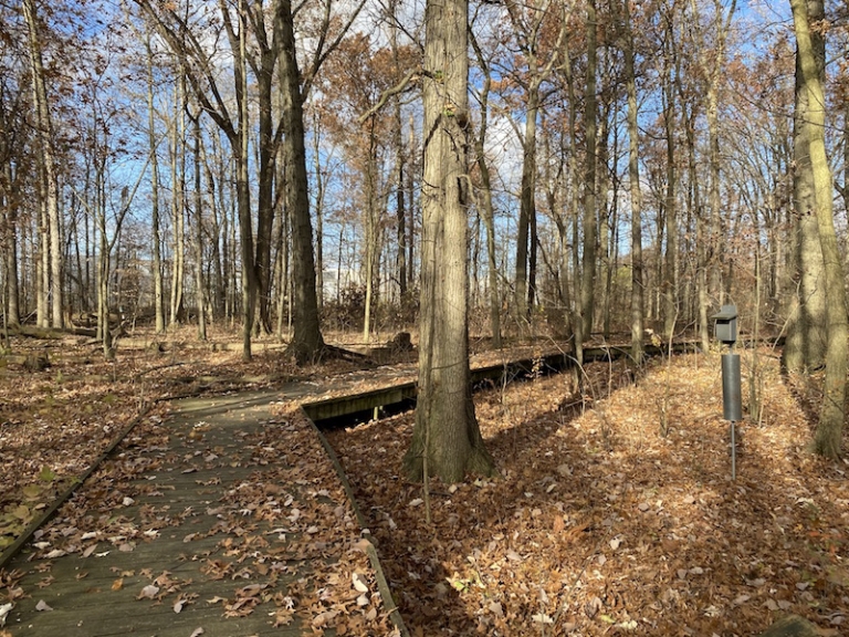Sawmill Wetlands Educational Area is an Oasis off Sawmill Road