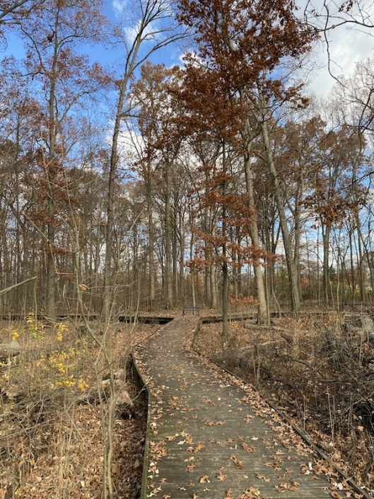 Sawmill Wetlands Educational Area is an Oasis off Sawmill Road