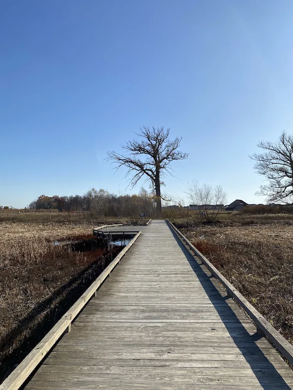 bare tree at the end of a boardwalk at Glacier Ridge Metro Park