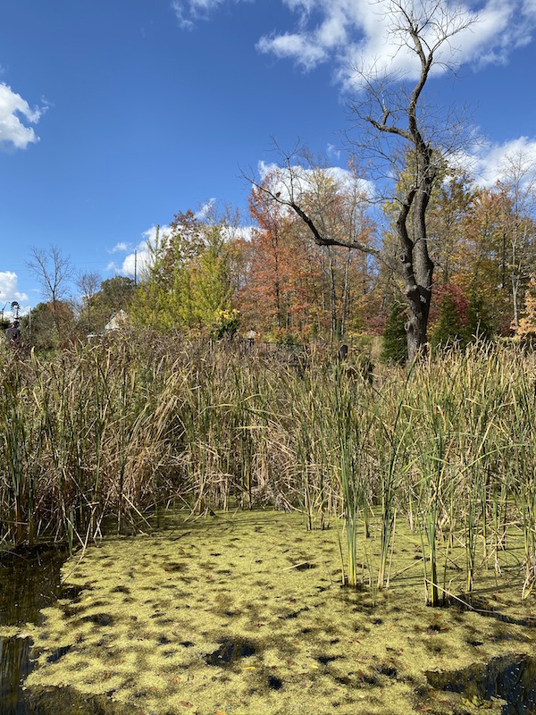 The Wetland Garden inside the Sisters' Garden at Inniswood Metro Gardens