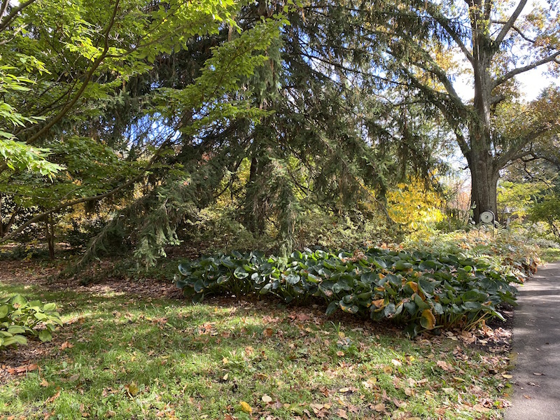 The Fern Garden at Inniswood Metro Gardens, Columbus, Ohio