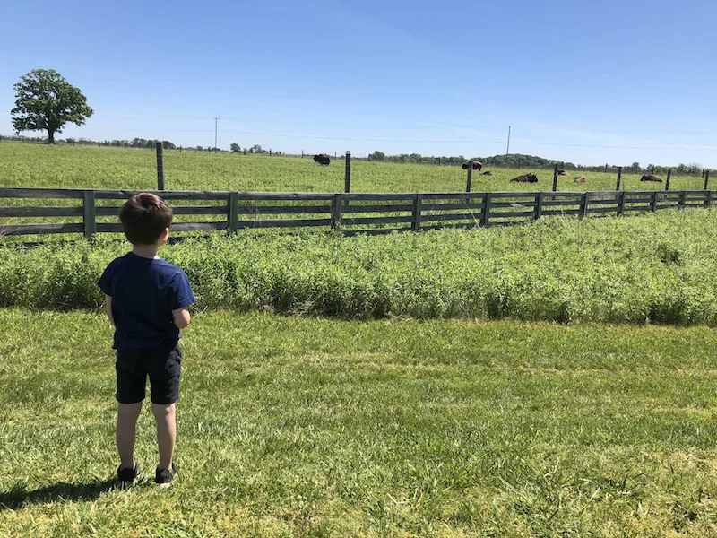 boy looking at the bison at Battelle Darby Creek Metro Park