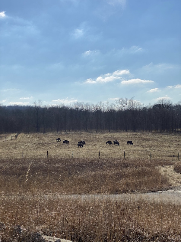 bison in the winter pasture at Battelle Darby Creek Metro Park