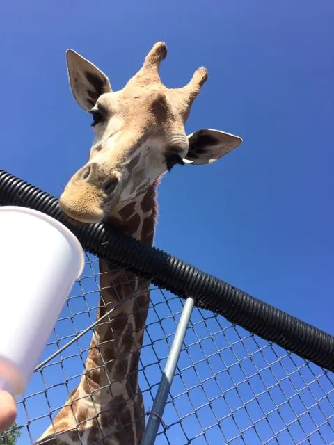 giraffe at the African Wildlife Safari in Port Clinton, Ohio