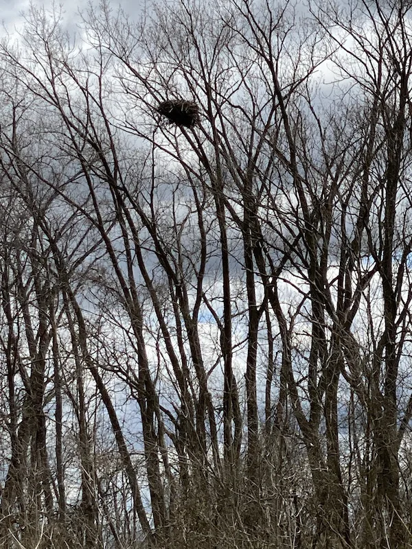 eagle's nest at Pickerington Ponds Metro Park.