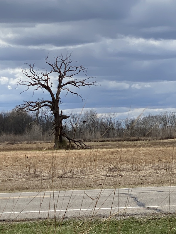 Osprey nest at Pickerington Ponds Metro Park.