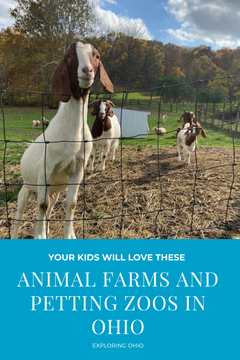 Petting Zoos and Animal Farms Your Kids Will Love to Visit in Ohio