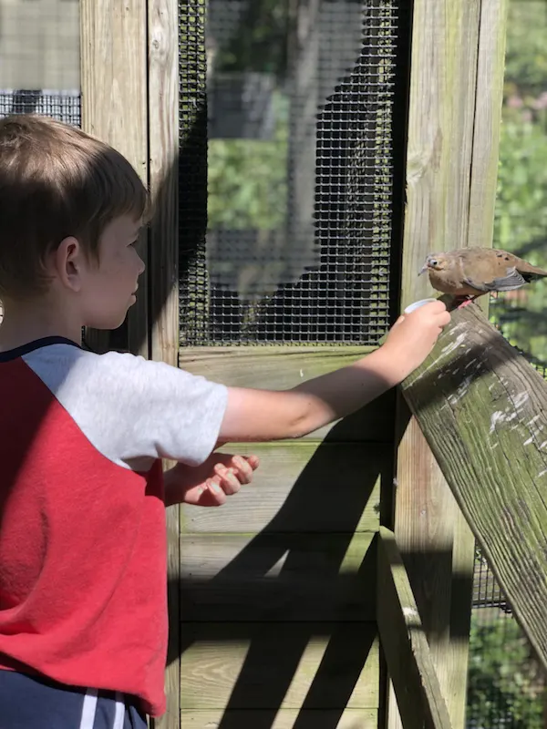 boy feeding a bird at Ohio Bird Sanctuary.
