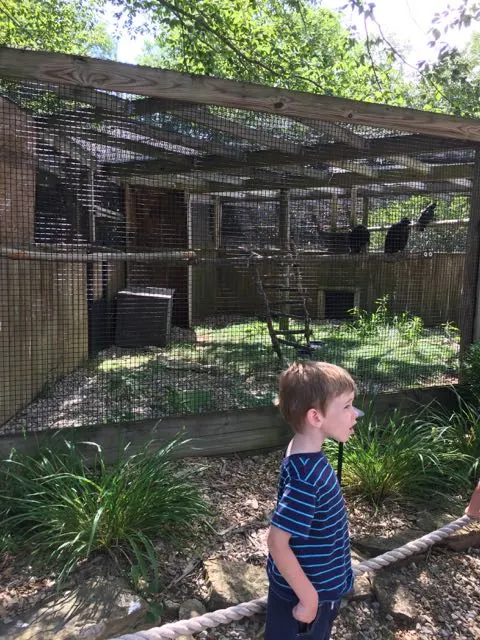 boy in front of the bird cage at Ohio Wildlife Center.