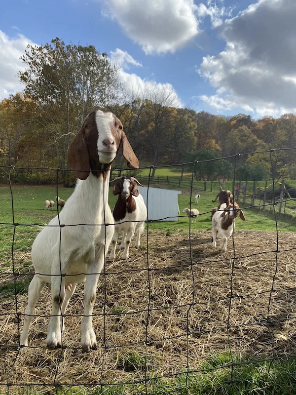 goats behind a fence at Malabar Farm.
