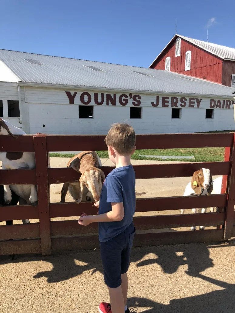boy feeding a goat at the petting zoo at Young's Jersey Dairy in Ohio.
