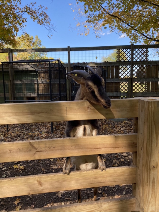 Petting Zoos and Animal Farms Your Kids Will Love to Visit in Ohio