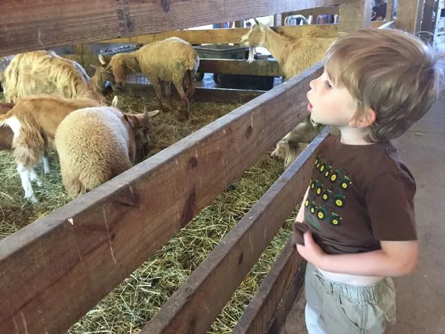 boy looking at the sheep at Stratford Ecological Center, an animal farm in Delaware Ohio.
