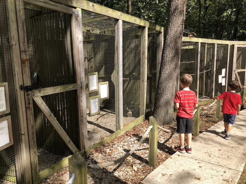 boys looking at the birds at Glen Helen Raptor Center in Yellow Springs, Ohio.