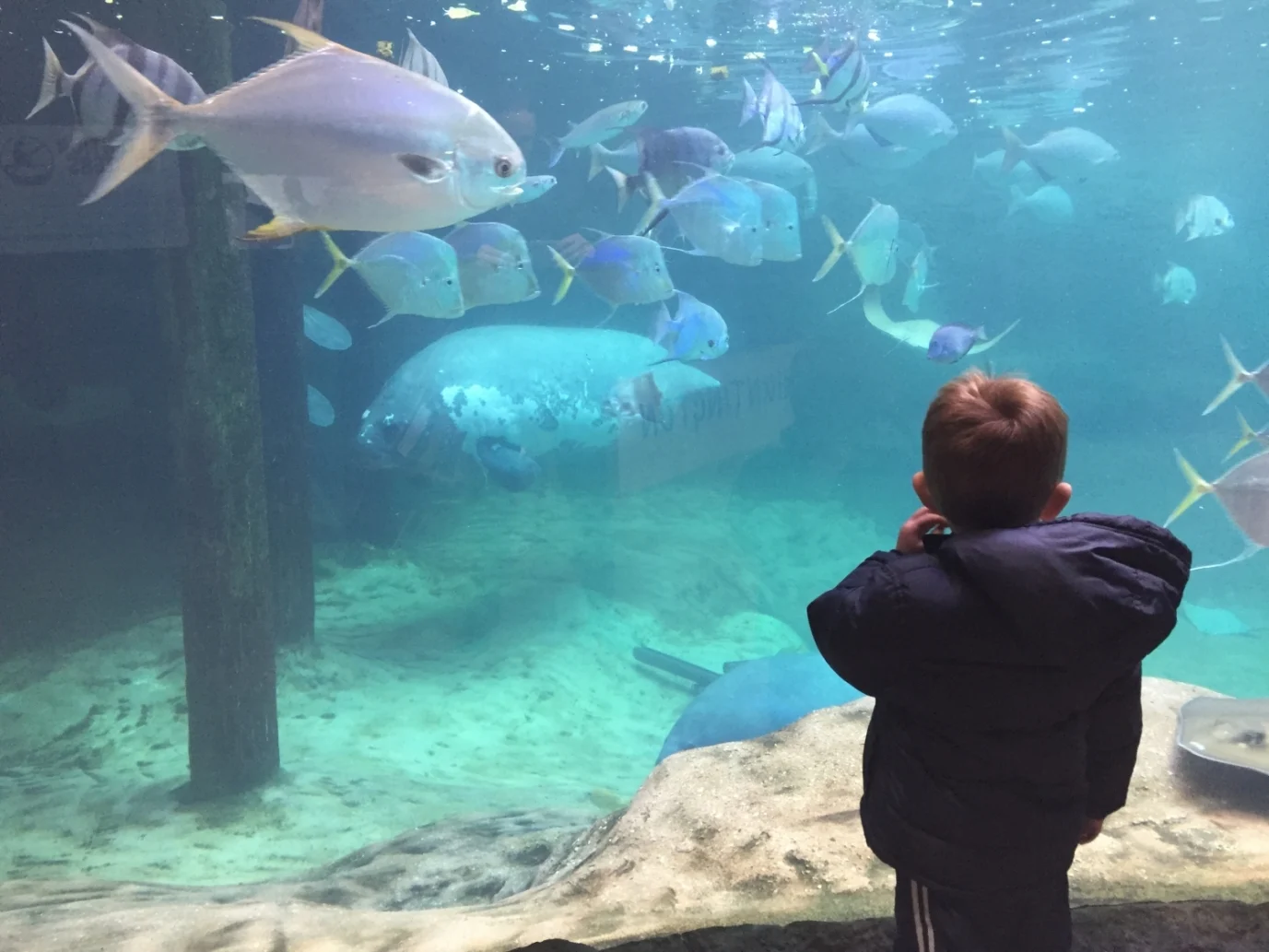 boy looking at fish at the aquarium at Columbus Zoo in Ohio.