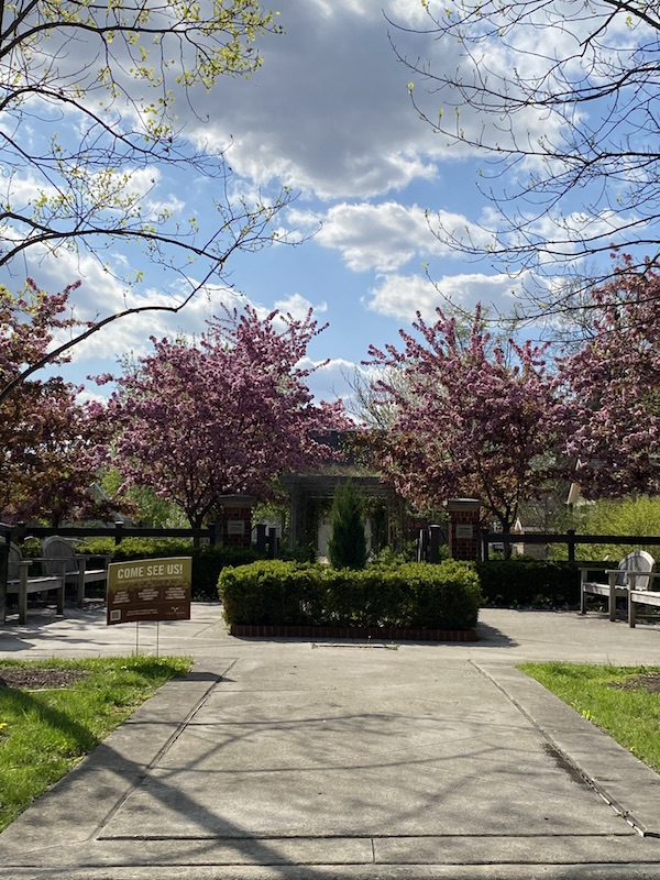 The Community Garden in Franklin Park.