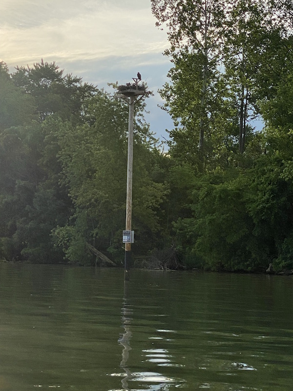 Osprey nest platform in Pleasant Hill Lake Park.