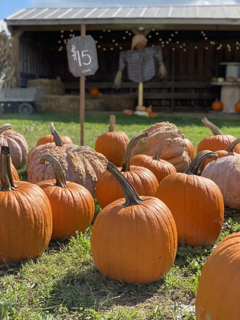 Pumpkins at Ballentine Farms and Corn Maze in Highland County, Ohio.