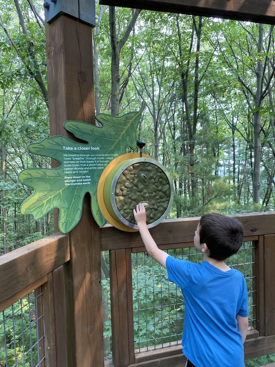Boy looking at an educational display on the Emergent Tower.