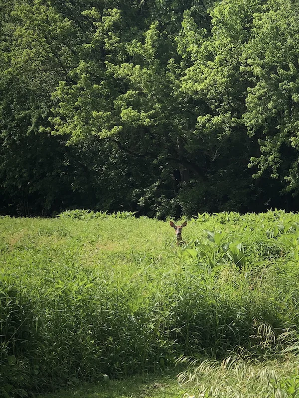 A deer poking his head out of the grass in the Whetstone Prairie at Whetstone Park in Columbus, Ohio.