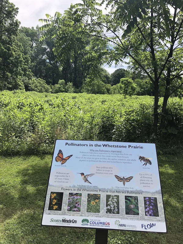 Pollinators in the Whetstone Prairie, Columbus, Ohio.