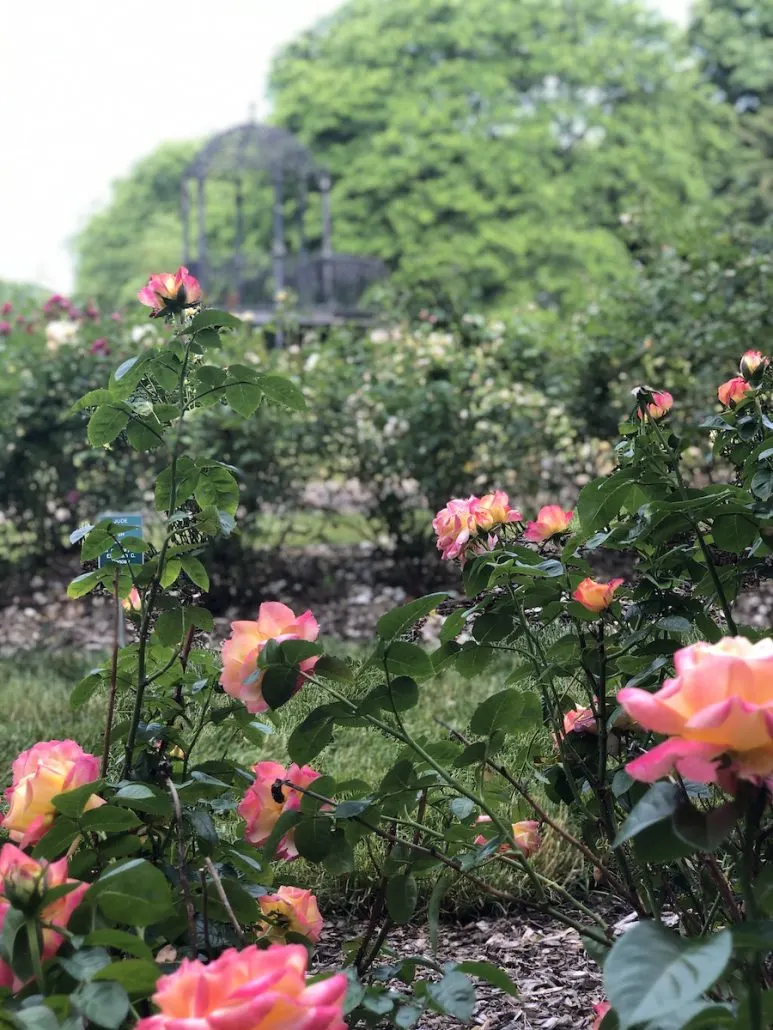Roses in Whetstone Park, Columbus, Ohio.
