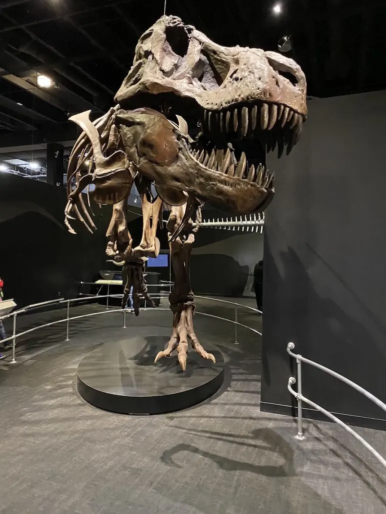 Dinosaur skeleton at the American Museum of History Dinosaur Gallery at COSI in Columbus, Ohio.