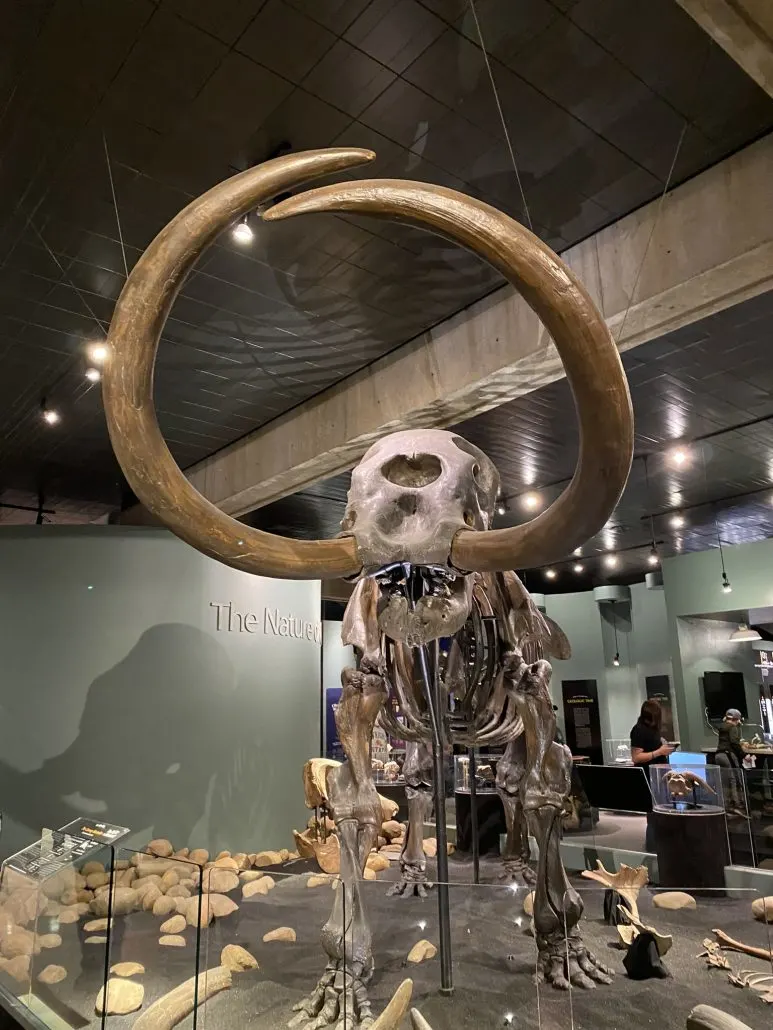 A mastodon skeleton at Ohio History Center, a family friendly museum in Columbus, Ohio.