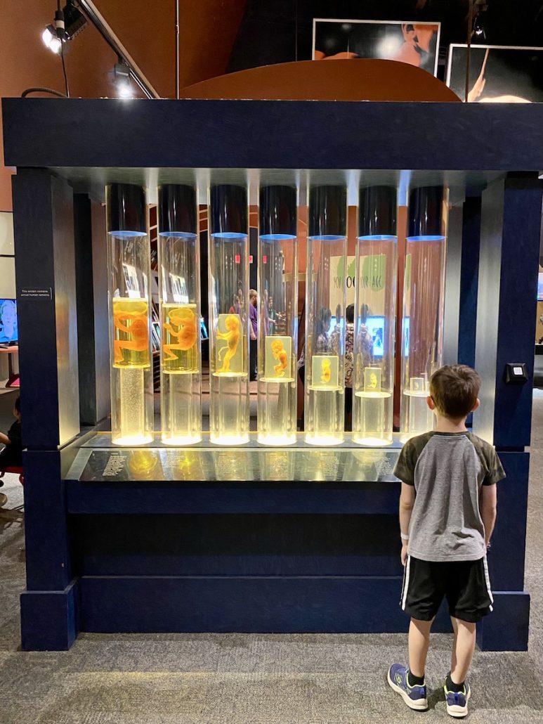 Boy looking at embryos in the Life Exhibit at COSI in Columbus.