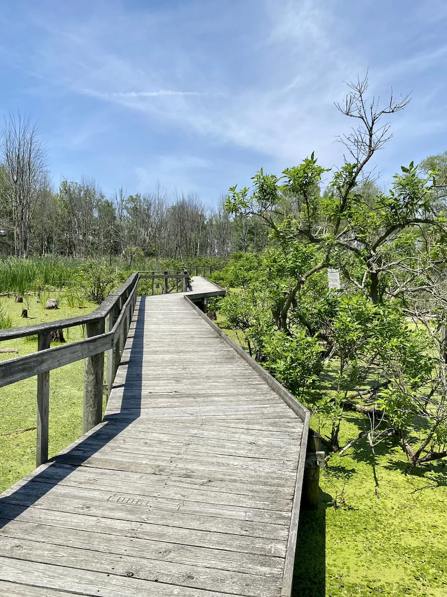 Boardwalk trail at Maumee Bay State Park.