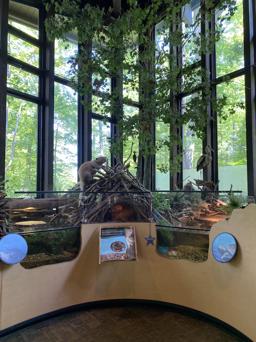 An educational display featuring local animals at the Rocky River Nature Center.