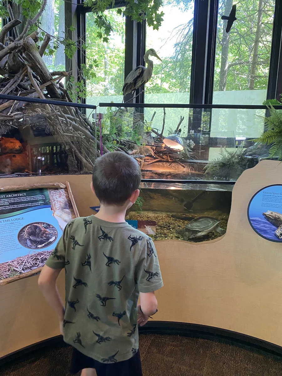 A boy looking at a live turtle at the Nature Center.