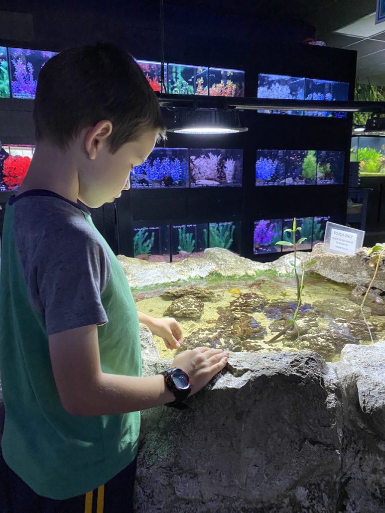 A boy at the touch pond at Aquarium Adventure a free indoor activity in Columbus, Ohio.