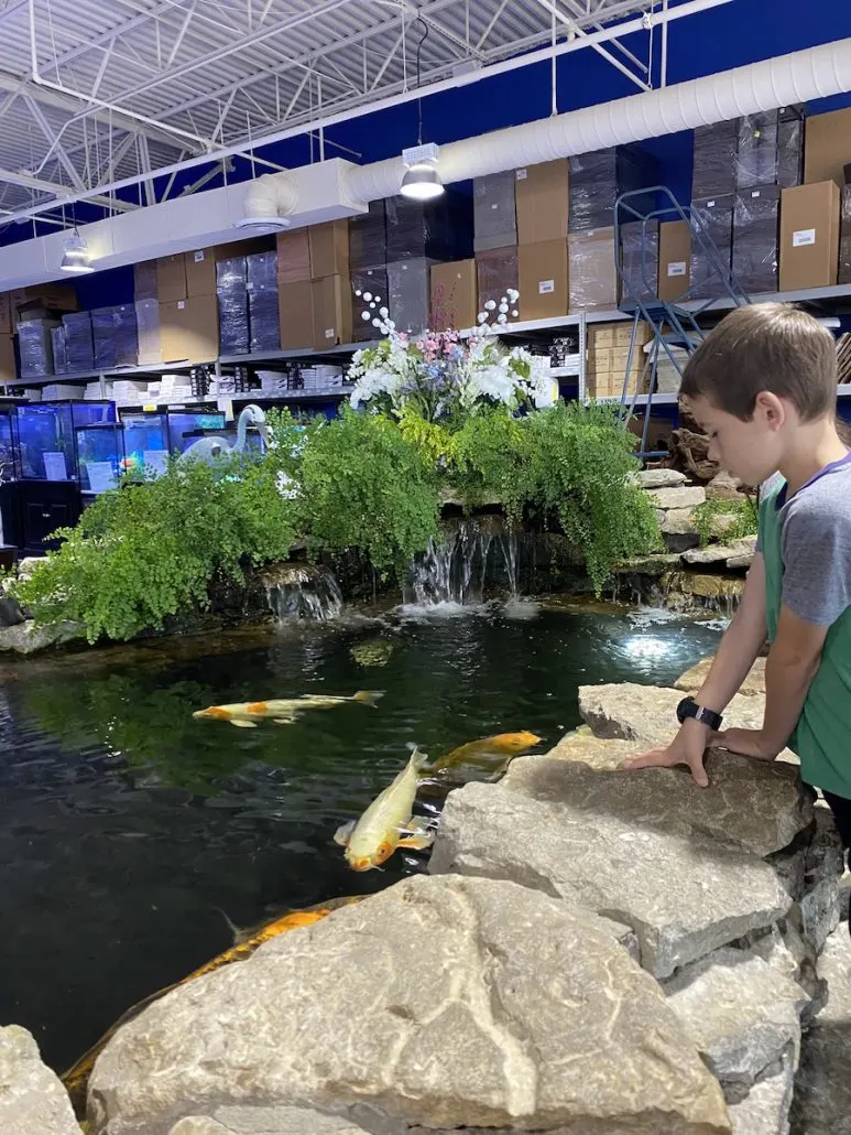 A boy looking in the koi pond at Aquarium Adventures in Columbus, Ohio.